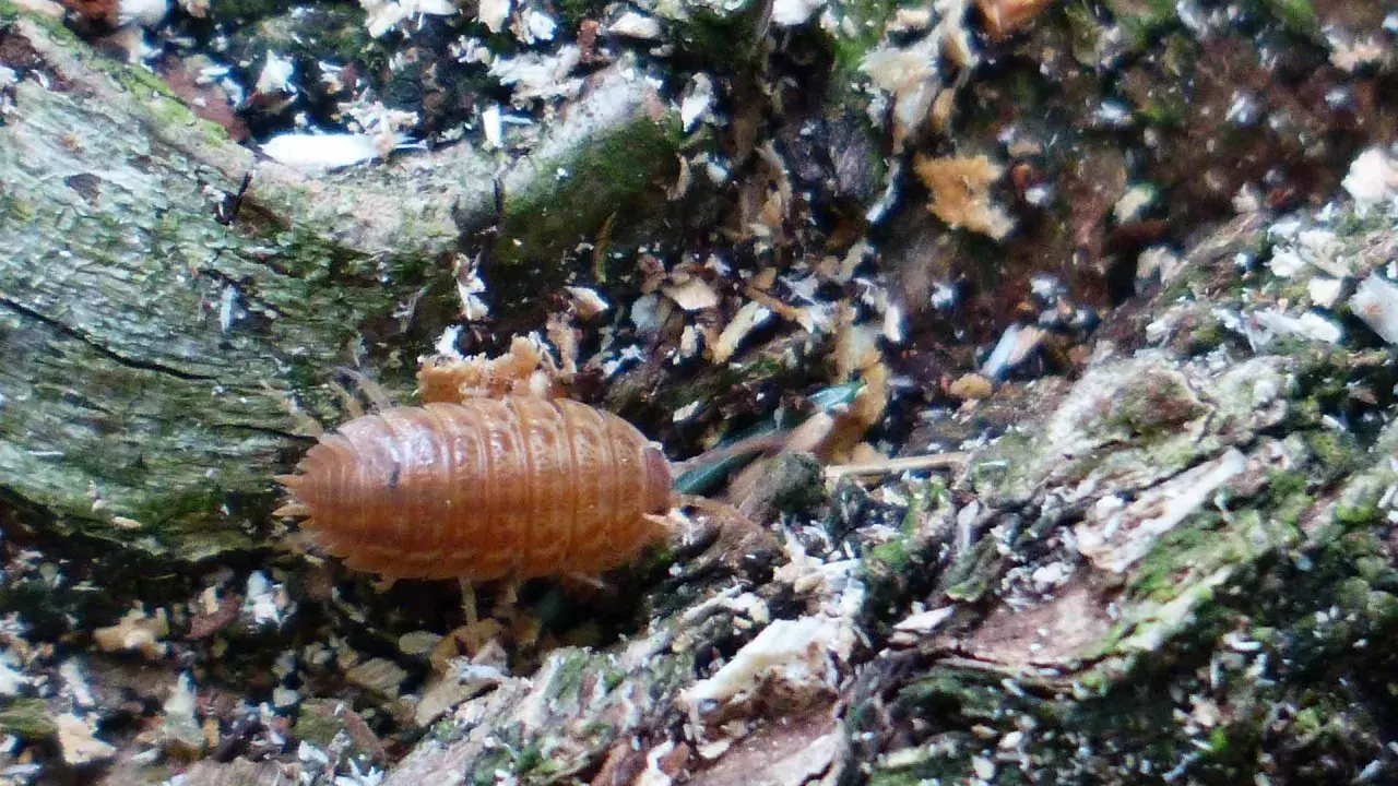 Un cochinilla, uno de los bichos de la humedad, se arrastra sobre corteza húmeda y musgosa.