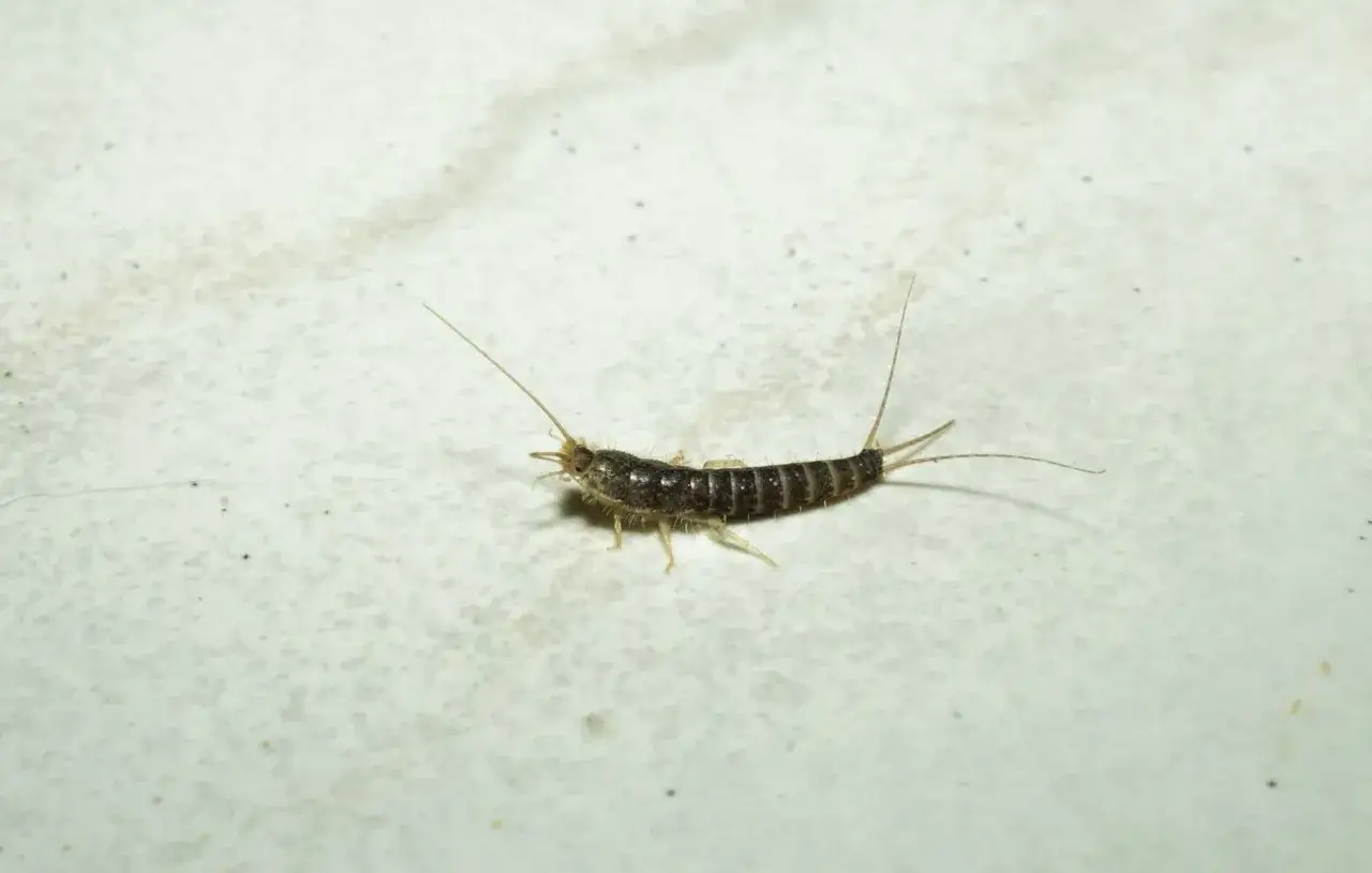 Un insecto plateado, uno de los bichos de la humedad, se arrastra sobre una superficie clara y texturizada.